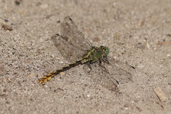 Ophiogomphus arizonicus