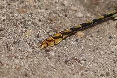 Ophiogomphus arizonicus