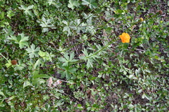 Trollius asiaticus