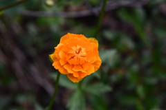 Trollius asiaticus