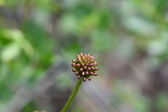 Trollius asiaticus