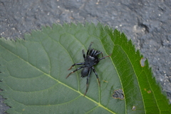 Sphodros atlanticus