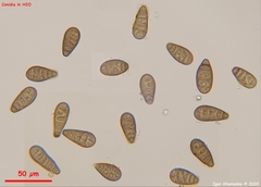 Prosthecium pyriforme