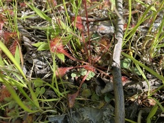 Drosera intermedia
