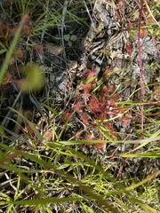 Drosera intermedia