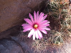 Coryphantha macromeris