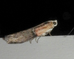 Sciota basilaris