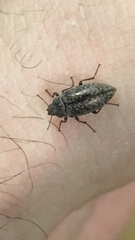 Epitragodes tomentosus