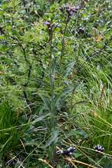 Saussurea parviflora