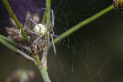 Enoplognatha ovata