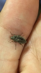 Epitragodes tomentosus