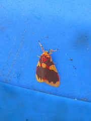 Barsine rubricostata