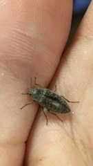 Epitragodes tomentosus