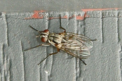 Eustalomyia vittipes