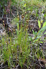 Juncus castaneus leucochlamys