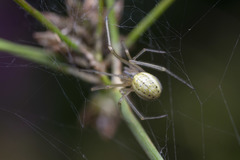 Enoplognatha ovata