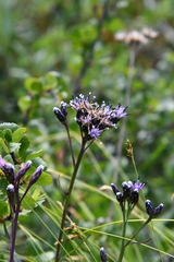 Saussurea parviflora