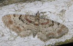 Eupithecia mutata