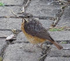 Monticola angolensis