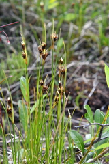 Juncus castaneus leucochlamys