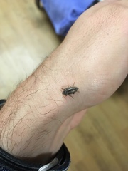 Epitragodes tomentosus