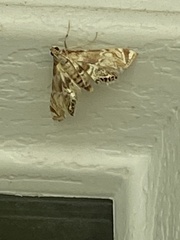 Neocataclysta magnificalis