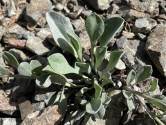 Physaria alpestris