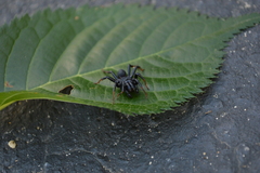 Sphodros atlanticus