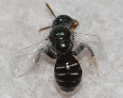 Perdita ignota