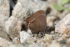 Callophrys johnsoni