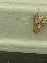 Neocataclysta magnificalis