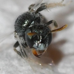 Perdita ignota