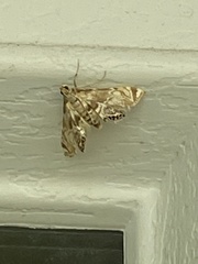 Neocataclysta magnificalis