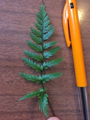 Polystichum neozelandicum neozelandicum