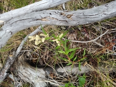 Koenigia tripterocarpa