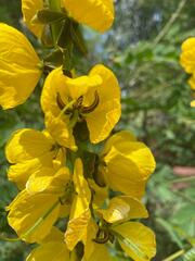 Senna didymobotrya