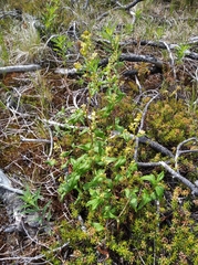 Koenigia tripterocarpa