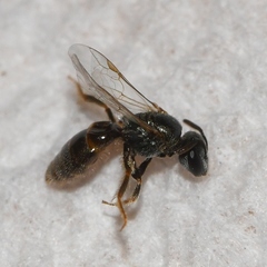 Lasioglossum imitatum