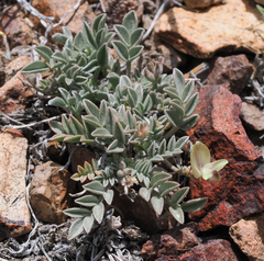 Astragalus platytropis
