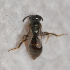 Lasioglossum imitatum