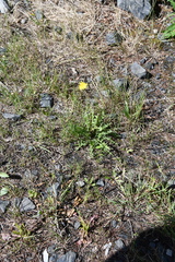Taraxacum sibiricum