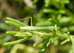 Callimantis