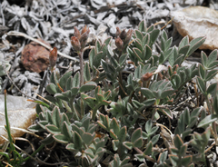 Astragalus platytropis