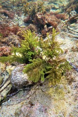 Caulerpa flexilis