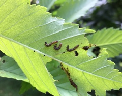 Polygonia interrogationis
