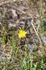 Taraxacum sibiricum