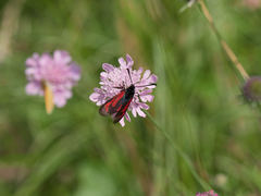 Zygaena purpuralis