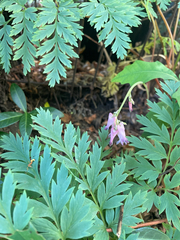 Dicentra eximia