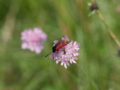 Zygaena purpuralis