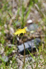 Taraxacum sibiricum